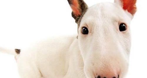 如何清理边境牧羊犬的肛门腺（宠物健康必备，肛门腺清理指南）