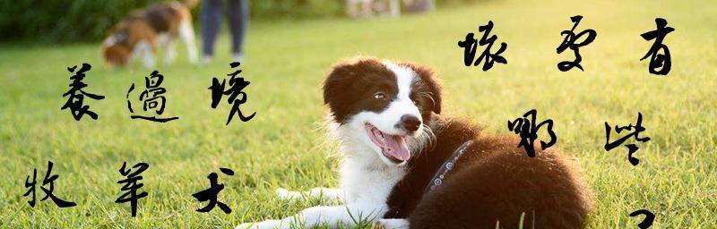 揭秘边境牧羊犬的遗传性疾病（宠物医学专家告诉你如何预防和治疗）