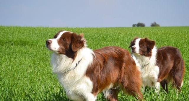 以边境牧羊犬多大开始训练最合适？（宠物犬训练须知，培养好习惯更容易）