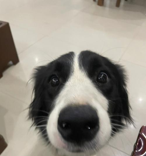 为什么边境牧羊犬经常叫唤？（探究边境牧羊犬叫唤背后的原因和解决方法）