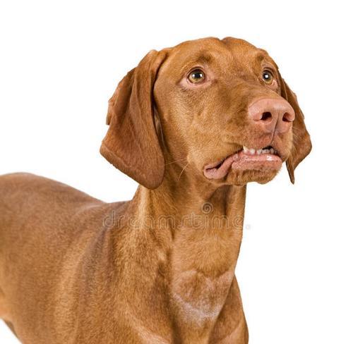边境牧羊犬老是舔嘴唇？这是为什么！（了解这个问题的关键信息，让您更好地照顾您的宠物）