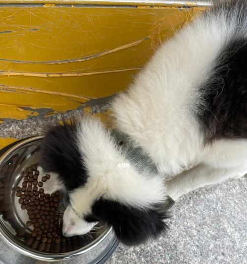 边境牧羊犬毛色变黄，可能是这些原因！（探究导致边境牧羊犬毛色变黄的因素，如何应对？）