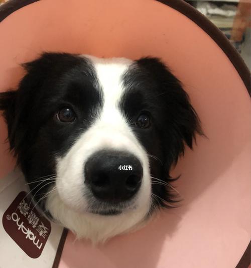 如何预防边境牧羊犬皮肤病（宠物主人必知的预防方法）