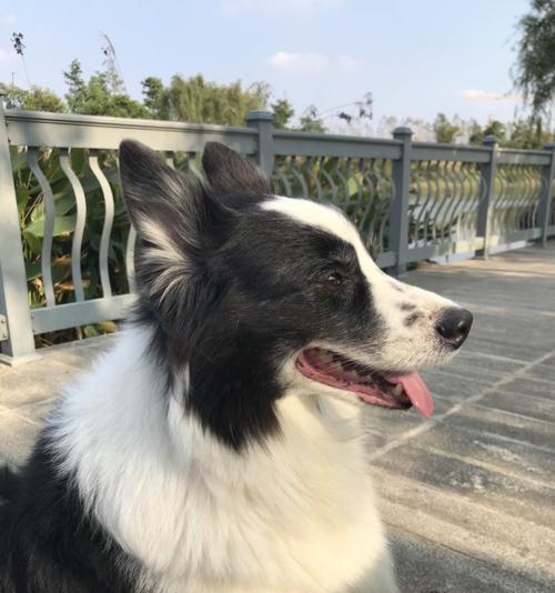 揭秘边境牧羊犬一直发抖的原因（为什么你的宠物会不停地颤抖？边牧发抖的原因解析）