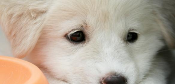 揭秘波利犬的智商（别看它长的那样，这些是你不知道的秘密！）