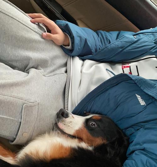 如何有效训练伯恩山犬的大小便行为？（以宠物为主的技巧与建议，让你轻松解决犬只大小便问题！）