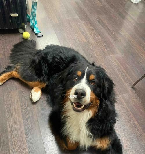 以伯恩山犬的胆小原因解析（深入探讨宠物以伯恩山犬胆子很小的原因和解决方法）