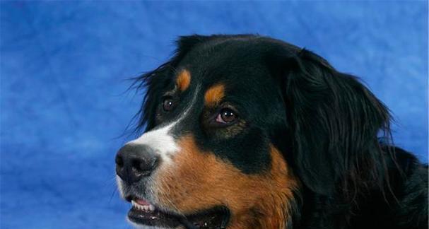 以伯恩山犬的性格特点与训练特点剖析