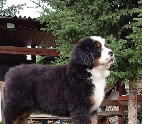 掌握这些方法，轻松处理以伯恩山犬掉毛问题（解决以伯恩山犬掉毛问题的方法）