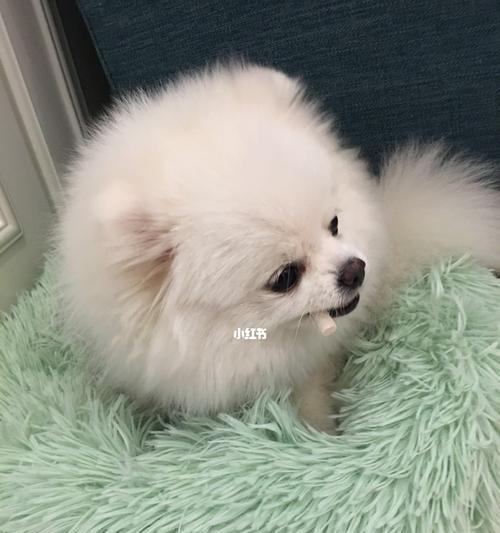 如何让你的博美犬在比赛中脱颖而出？（美容方法，让你的博美犬光彩照人）