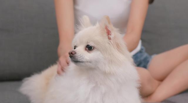 如何解决博美犬发抖问题（以宠物为主，让你的博美犬健康快乐）