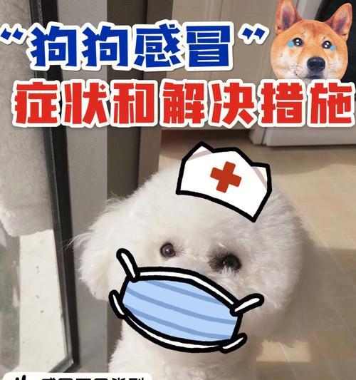 探究博美犬的品种分类（了解博美犬的多样性）