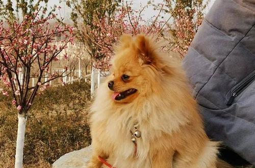 为什么博美犬的颜色越来越浅了？（探究博美犬颜色变浅的原因及解决方法）