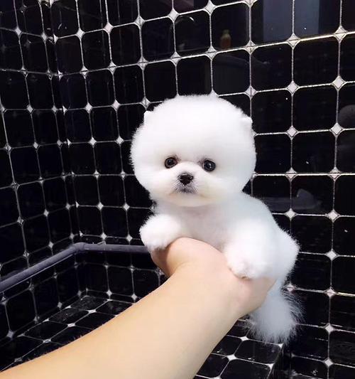 以博美犬一胎产几只？探究犬只繁殖规律（探索犬只怀孕、分娩和繁殖的生物学原理）