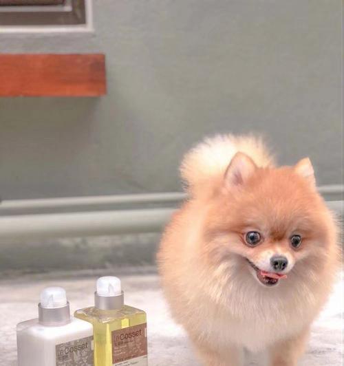 如何有效去除博美犬嘴巴里的臭味（以宠物为主，让你的博美犬再次恢复清新自然）