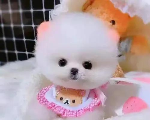 揭秘茶杯犬寿命真相（揭露茶杯犬短命的原因及如何延长寿命）