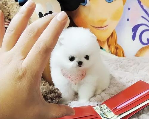 揭秘茶杯犬的起源与真相（探究茶杯犬的迷人之处和不为人知的背后）