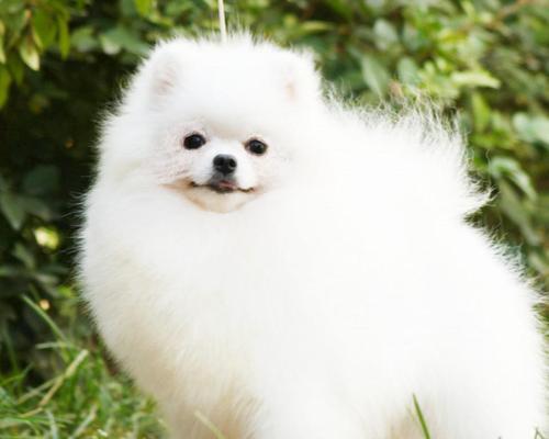 爱它不要养它——茶杯犬长不大的真相（爱宠物，拒绝虐待；选择养犬，必须理性。）