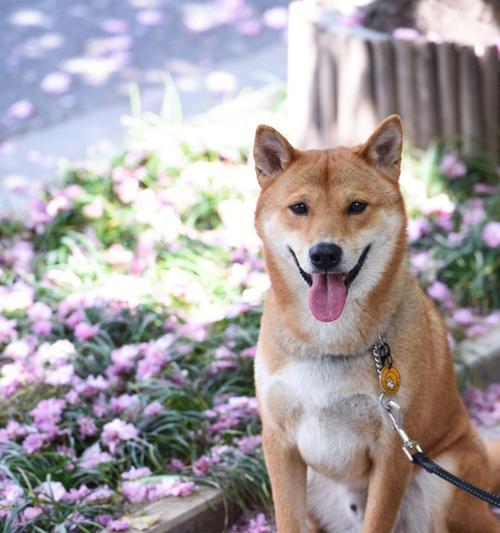 柴犬饮食禁区——了解以柴犬不能吃什么（保护柴犬健康，从正确饮食开始）