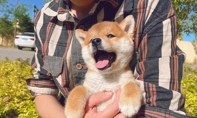 以柴犬吃什么补钙？3种方法轻松get（让你的宠物健康成长，轻松应对补钙难题）