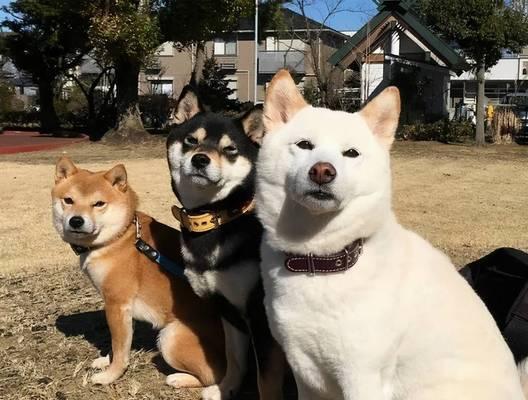 关于以柴犬的大小，你所需要知道的一切（揭秘柴犬40厘米高的真相，它会影响它们的健康吗？）