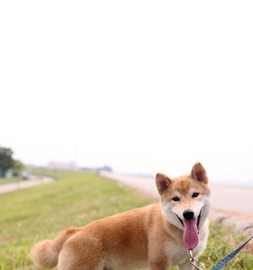 如何治疗以柴犬排出水样粪便的问题？（探讨柴犬排水样粪便的原因和有效治疗方法）