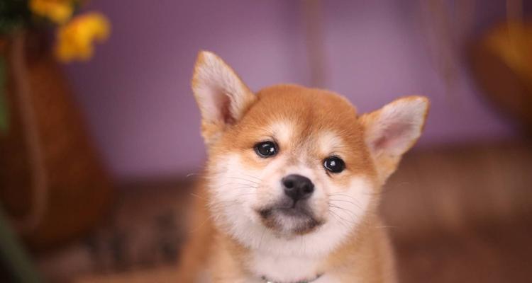 探寻以柴犬黄色为主的多彩世界（从黄到黑，从纯色到花纹，看看以柴犬的多变外貌）