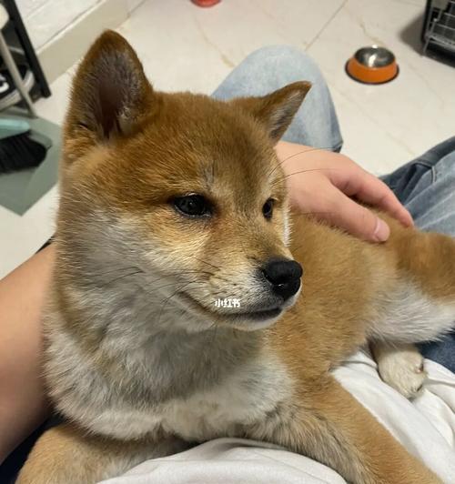 怎样应对幼犬拉肚子（常见原因及防治措施）