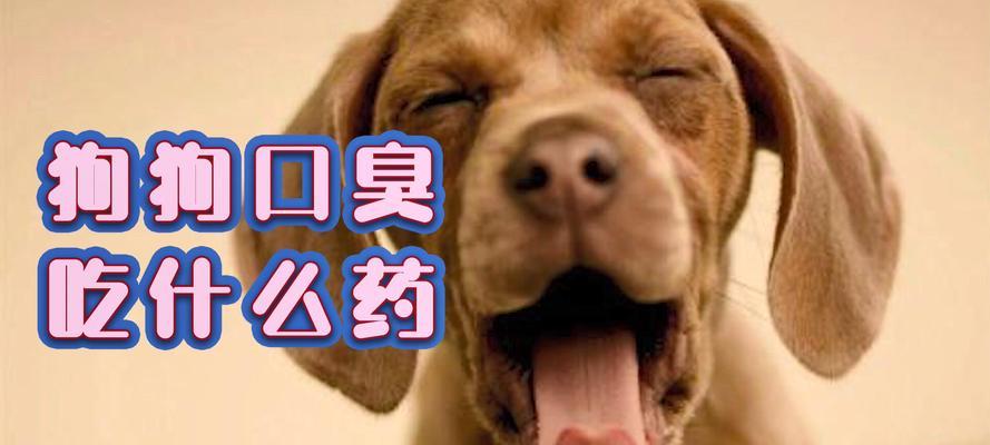 以吃驱虫药可能给宠物带来的身体不适（如何正确给狗狗使用驱虫药）