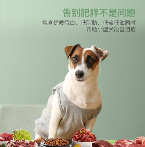 如何正确更换宠物狗的狗粮？（注意事项与狗粮选择技巧）