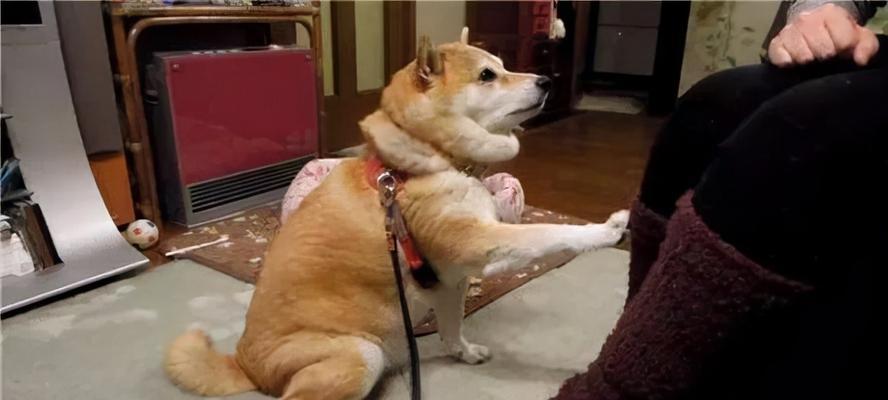 千万不要这样惩罚你的爱犬！（15种最讨厌的狗狗惩罚方式，你中了几个？）