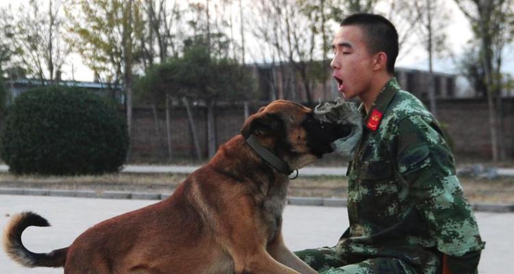 如何从应激方面提高警犬的训练和管理（以宠物为主，让警犬更加稳定、可靠）