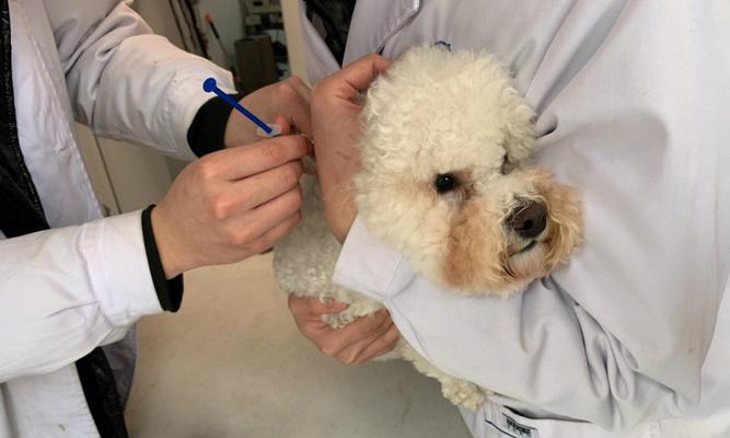 打了疫苗的狗狗可洗澡吗？（狗狗的洗澡时间、如何正确给狗狗洗澡、需要注意的事项）
