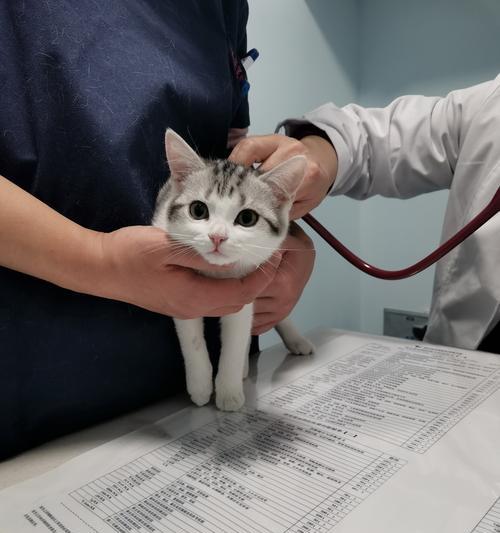 打完疫苗的猫咪需要注意的事项（宠物主人必读！打完疫苗后如何正确照顾猫咪）