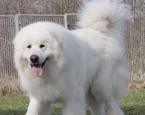 大白熊犬饲养中的注意事项（养犬须知，让大白熊犬健康成长）