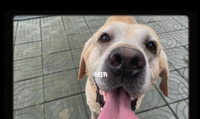 大丹犬夏季皮肤瘙痒防治指南（如何预防夏季大丹犬皮肤瘙痒？）