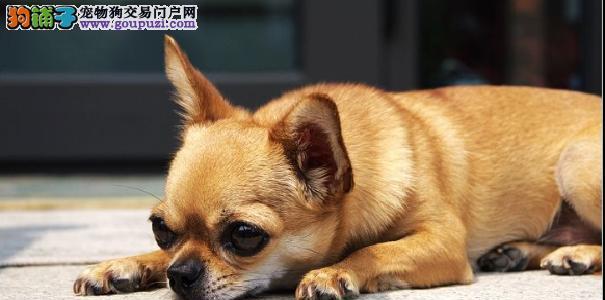 带吉娃娃出门指南（宠物狗狗出门前的注意事项，让你的小狗健康快乐成长）