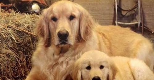 带着卷毛巡回猎犬畅游世界（以宠物为伴，旅游的快乐与挑战）