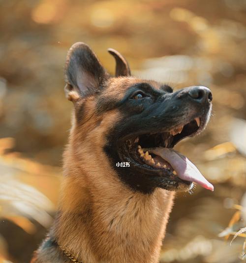 为什么德国牧羊犬喜欢舔手脚？（探究德国牧羊犬舔手脚的原因及预防方法）