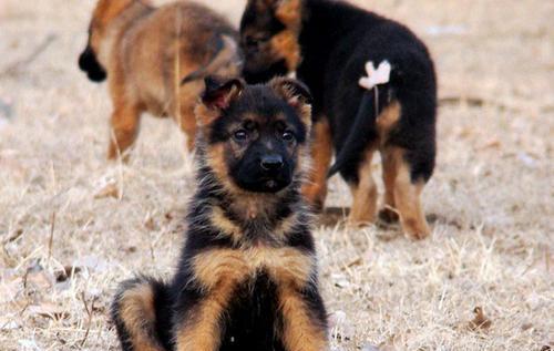 德国牧羊犬健康黄色预警信号（宠物犬的健康警告与防范措施）