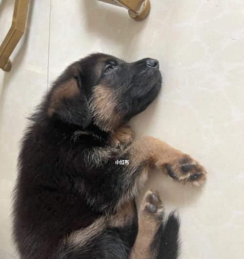 德国牧羊犬为什么老是叫唤？（探究德国牧羊犬叫唤的原因及解决方法）