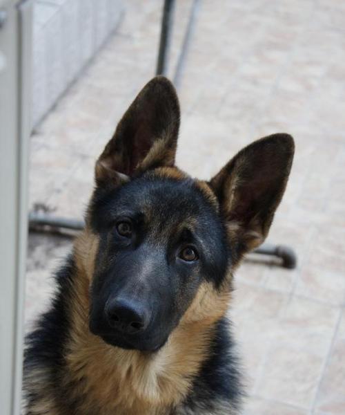 如何识别德国牧羊犬的疾病（教你如何从宠物犬的行为中判断疾病）