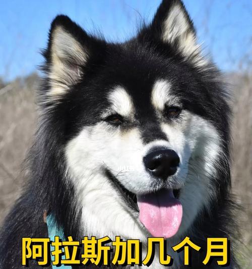养阿拉斯加的初次体验（新手必读的阿拉斯加养护指南）