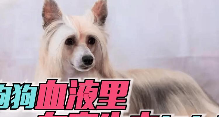 如何应对宠物身上的寄生虫？（发现狗狗身上有寄生虫，怎么办？）
