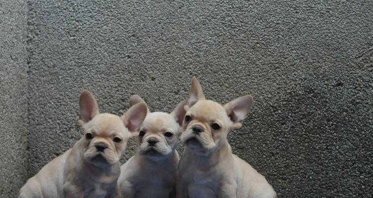 法国斗牛犬便秘的症状及对策（宠物常识）