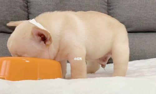 如何照顾感冒的法国斗牛犬（宠物的健康需要我们的细心呵护）