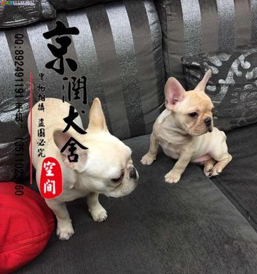 法国斗牛犬的专属沐浴露（为宠物提供最佳清洁和呵护）