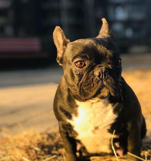 斗牛犬咬伤宠物怎么办？（以法国斗牛犬咬架受伤了要怎么处理？）