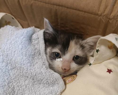 宠物新手必知的猫咪护理指南（以刚把猫咪接回家有哪些注意事项？）