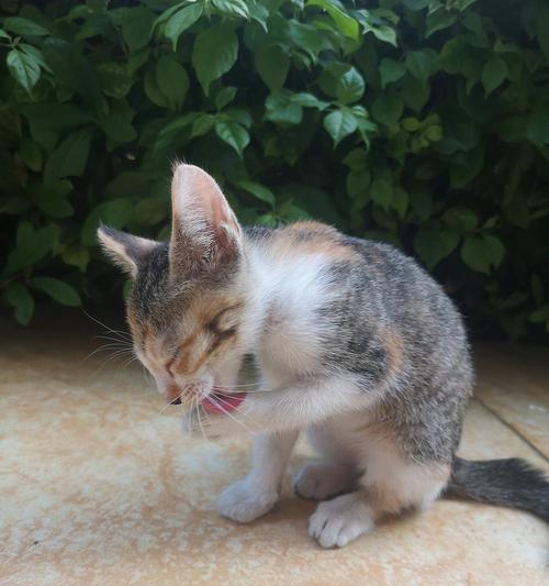 刚出生的小猫怎么喂养？（宠物小猫怎么喂食最健康？怎么让小猫避免暑热？）